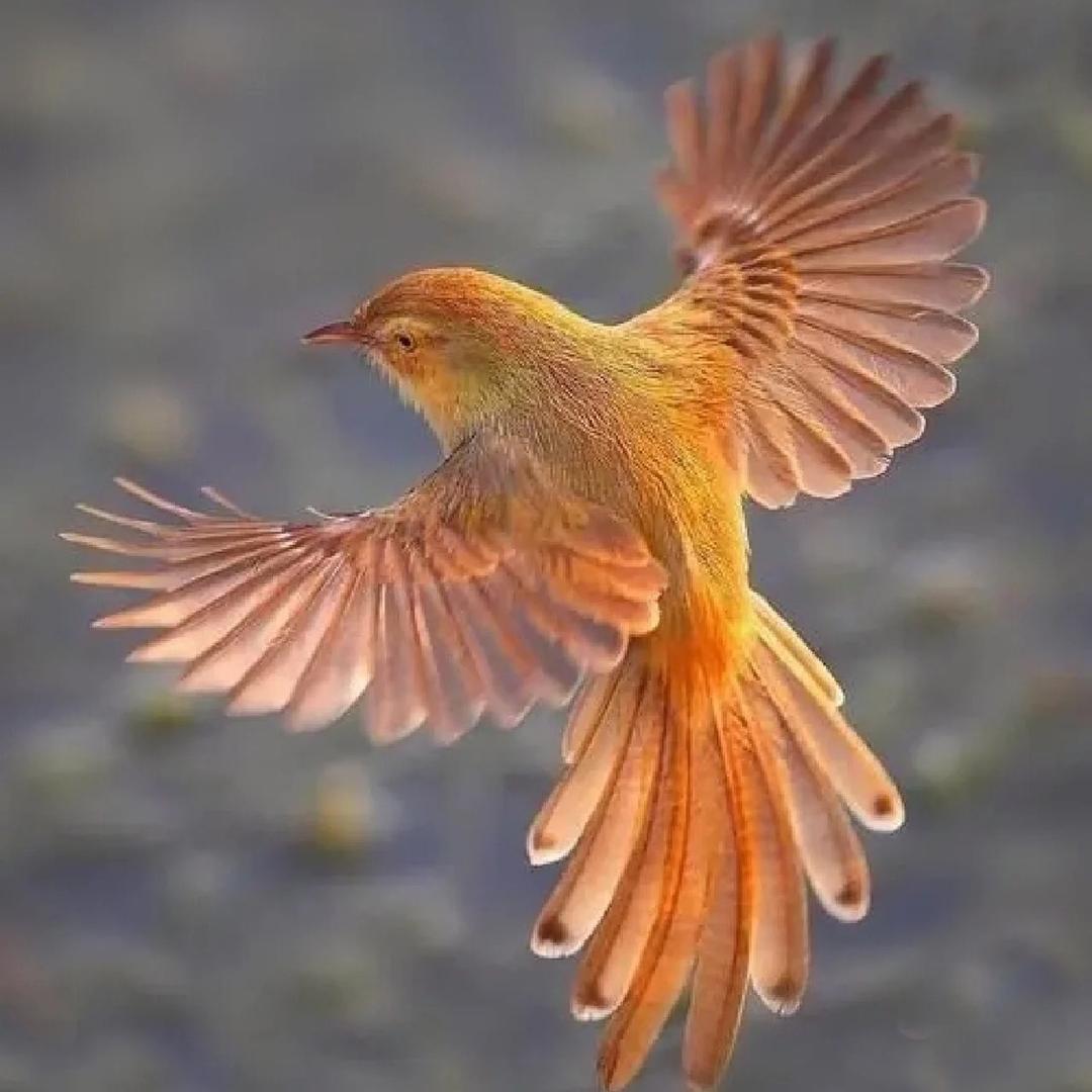 飞鸟集