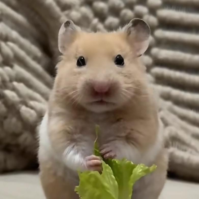 爱吹🐂🍺的社畜Jerry