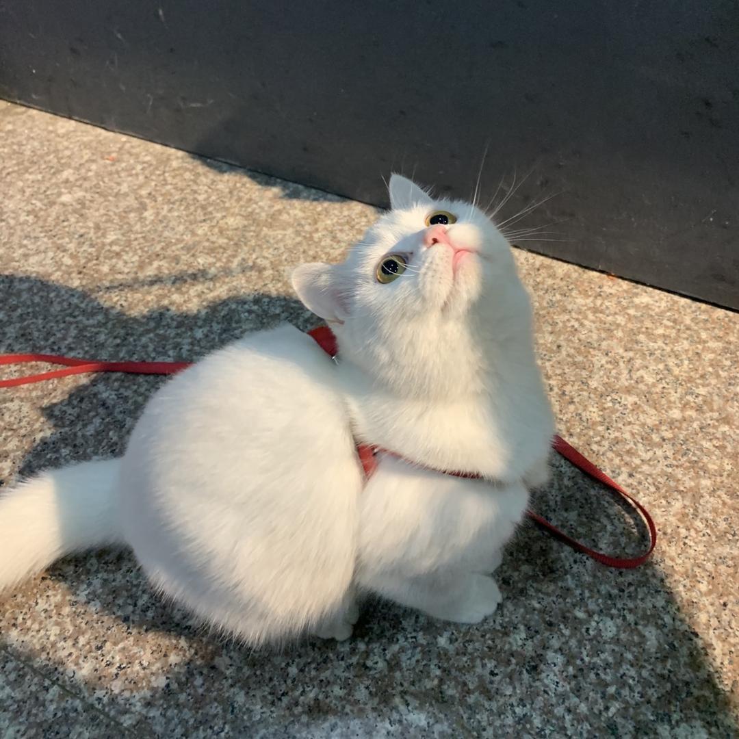 《阿呆不呆》