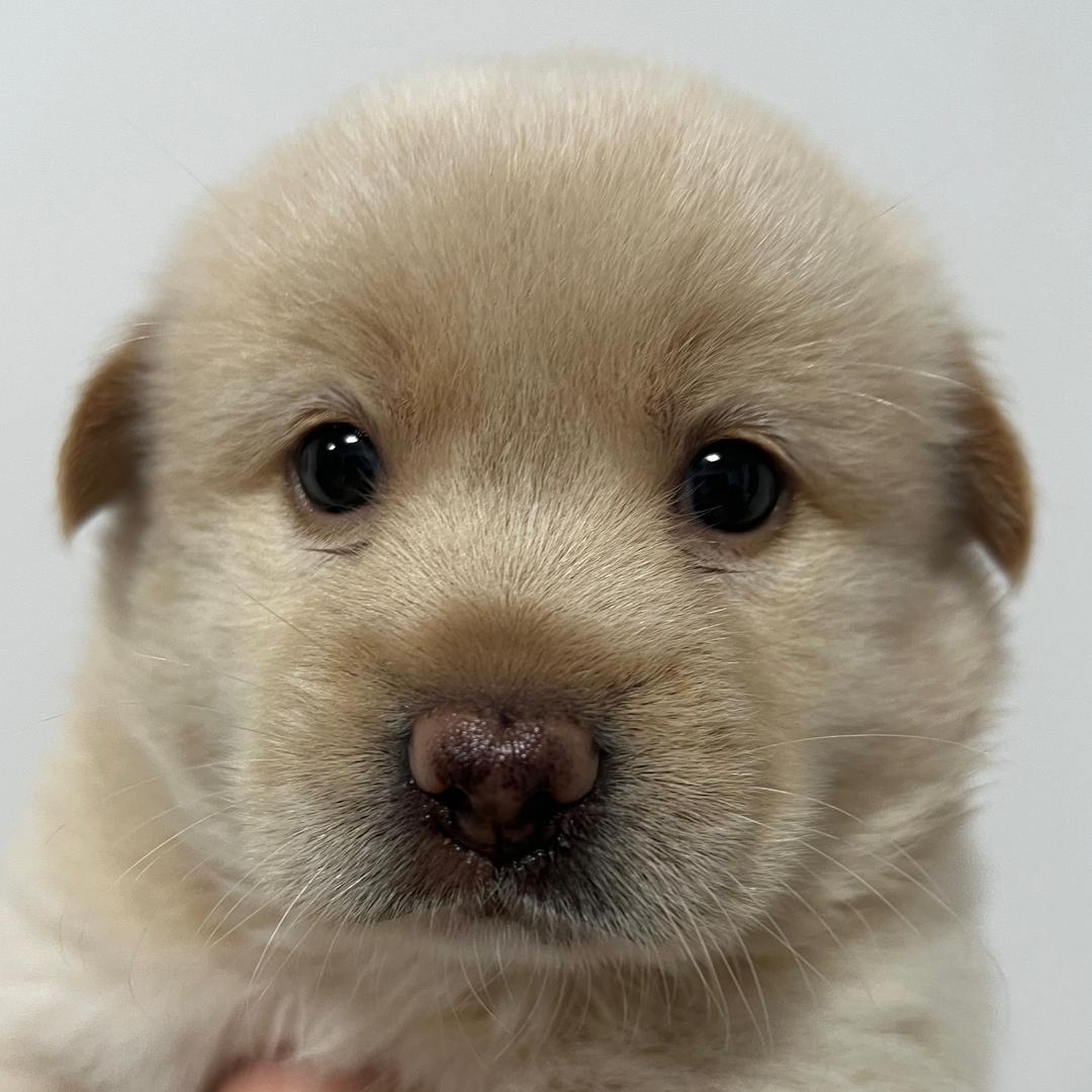 狗狗乖猪成长日记