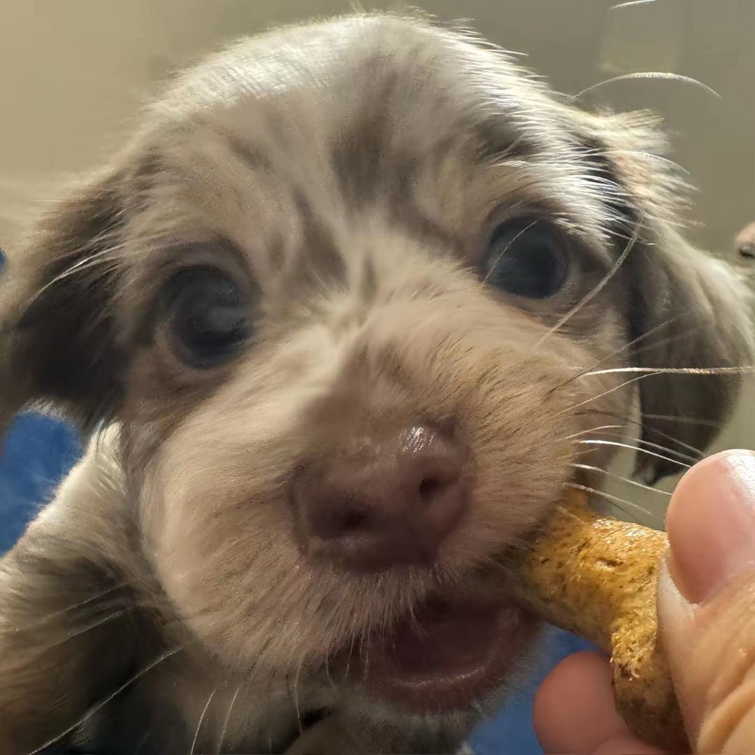 水平气压梯度力