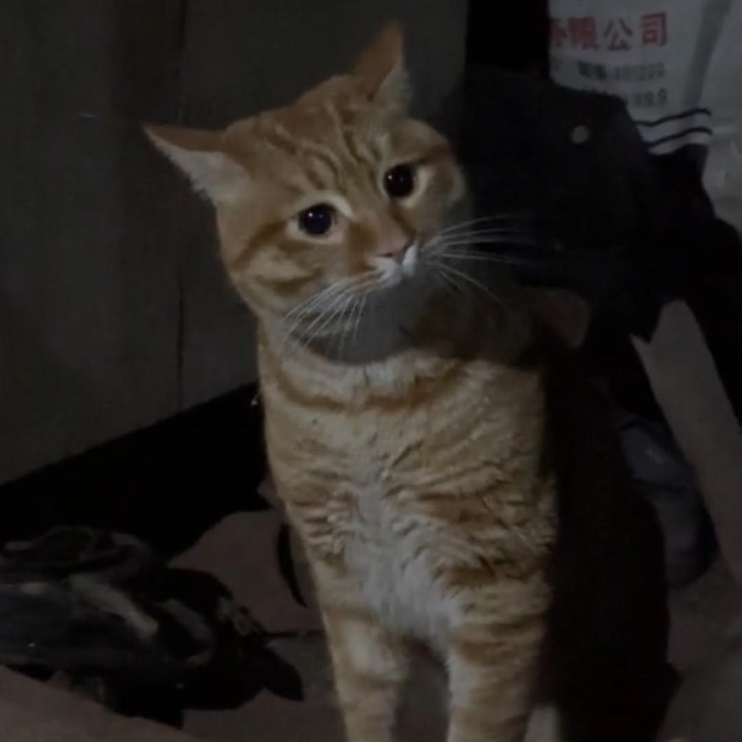 球球和拾亿