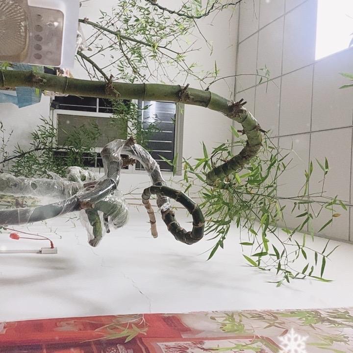 晚竹盆艺