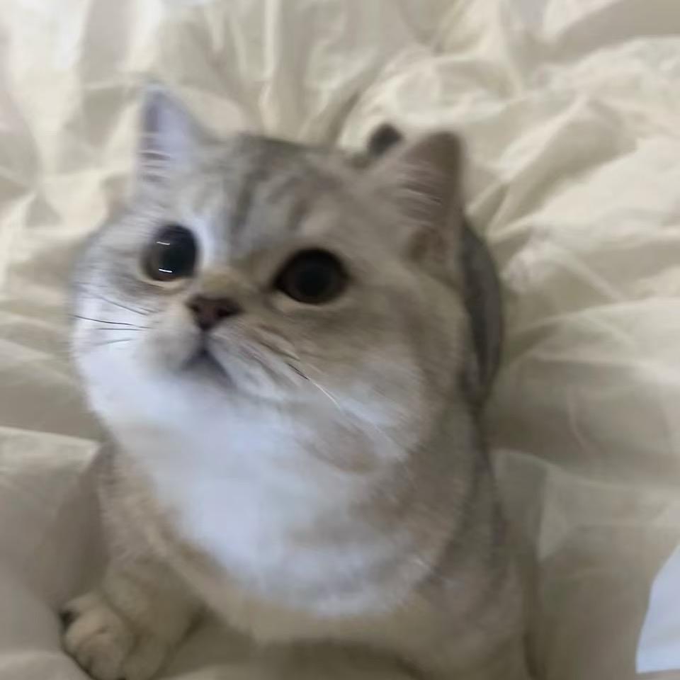 奶油猪猪
