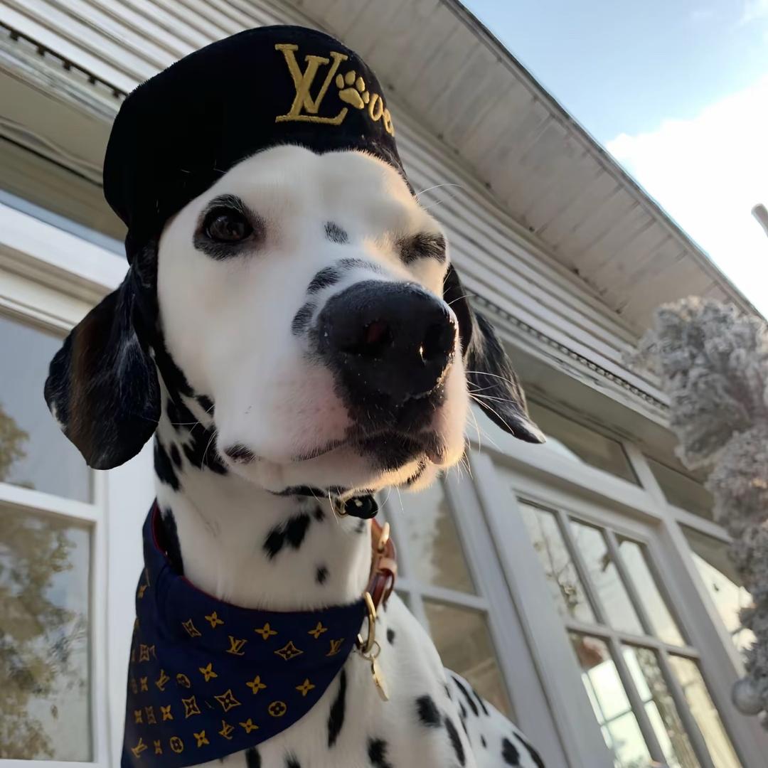 ✨斑点Dog