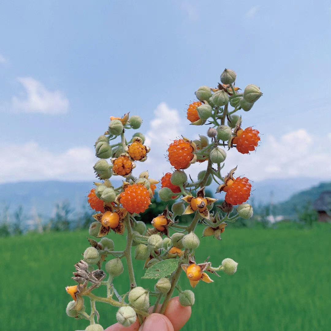 王后