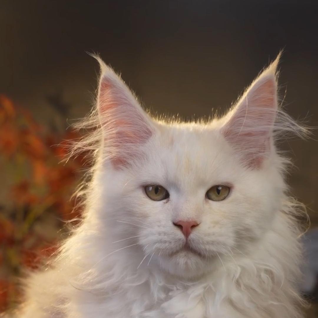 酷奇缅因猫舍（果果）