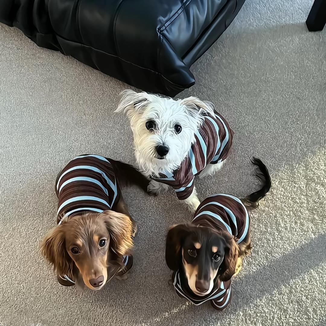 网恋被骗后我给小牛嘎了