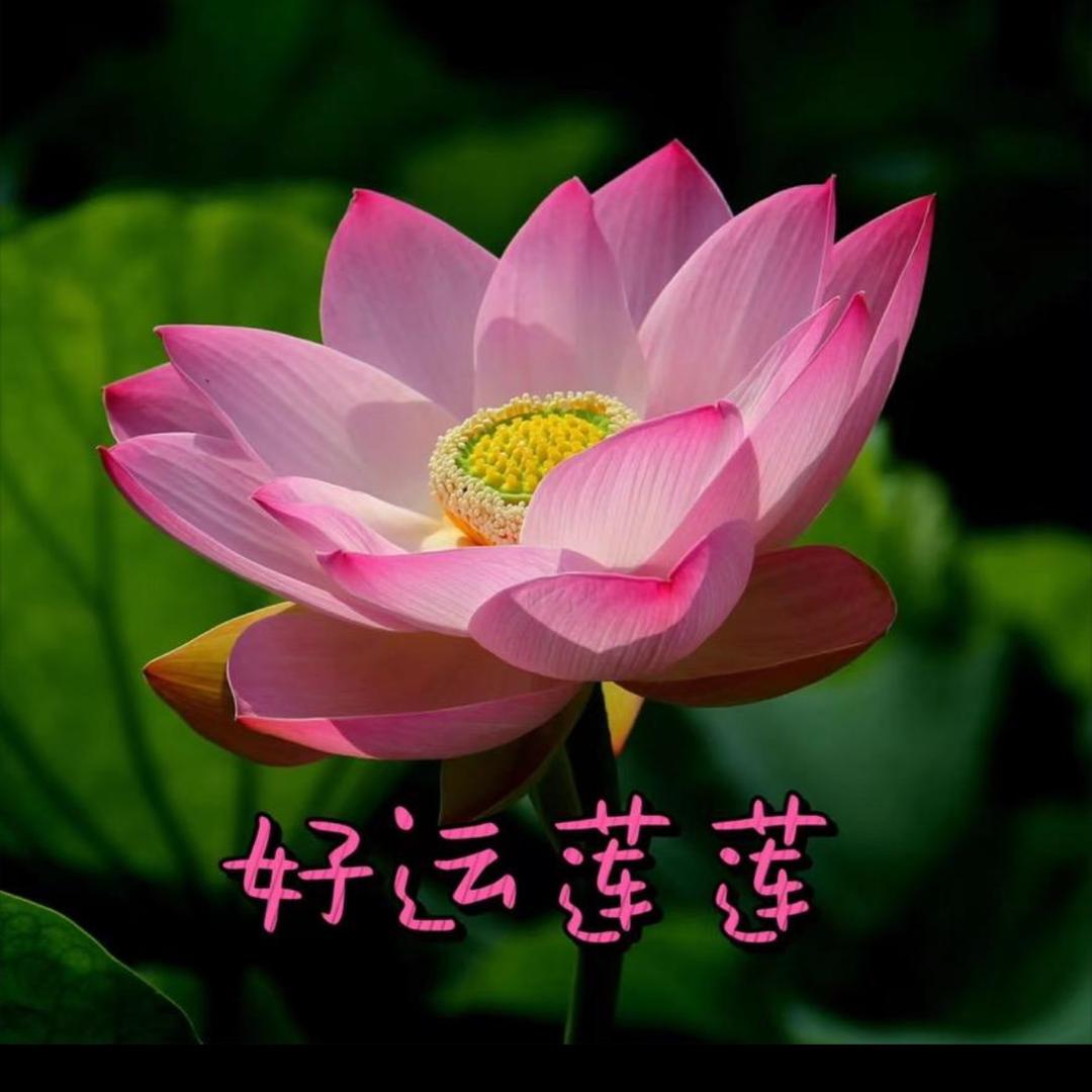 果果•甄选