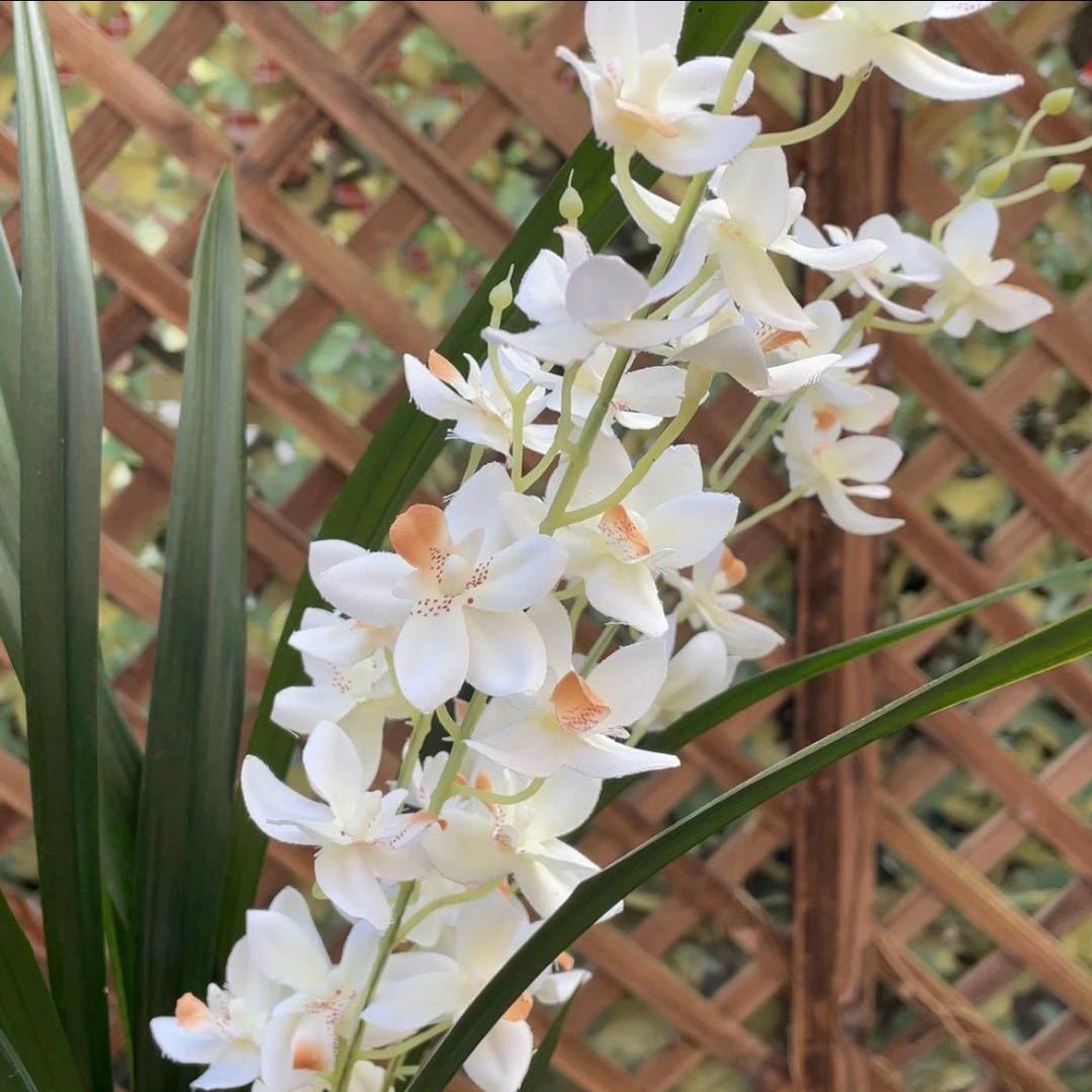 兰香花舍