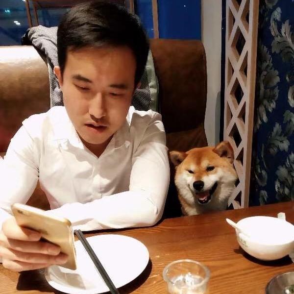 大麦柴犬销售中心