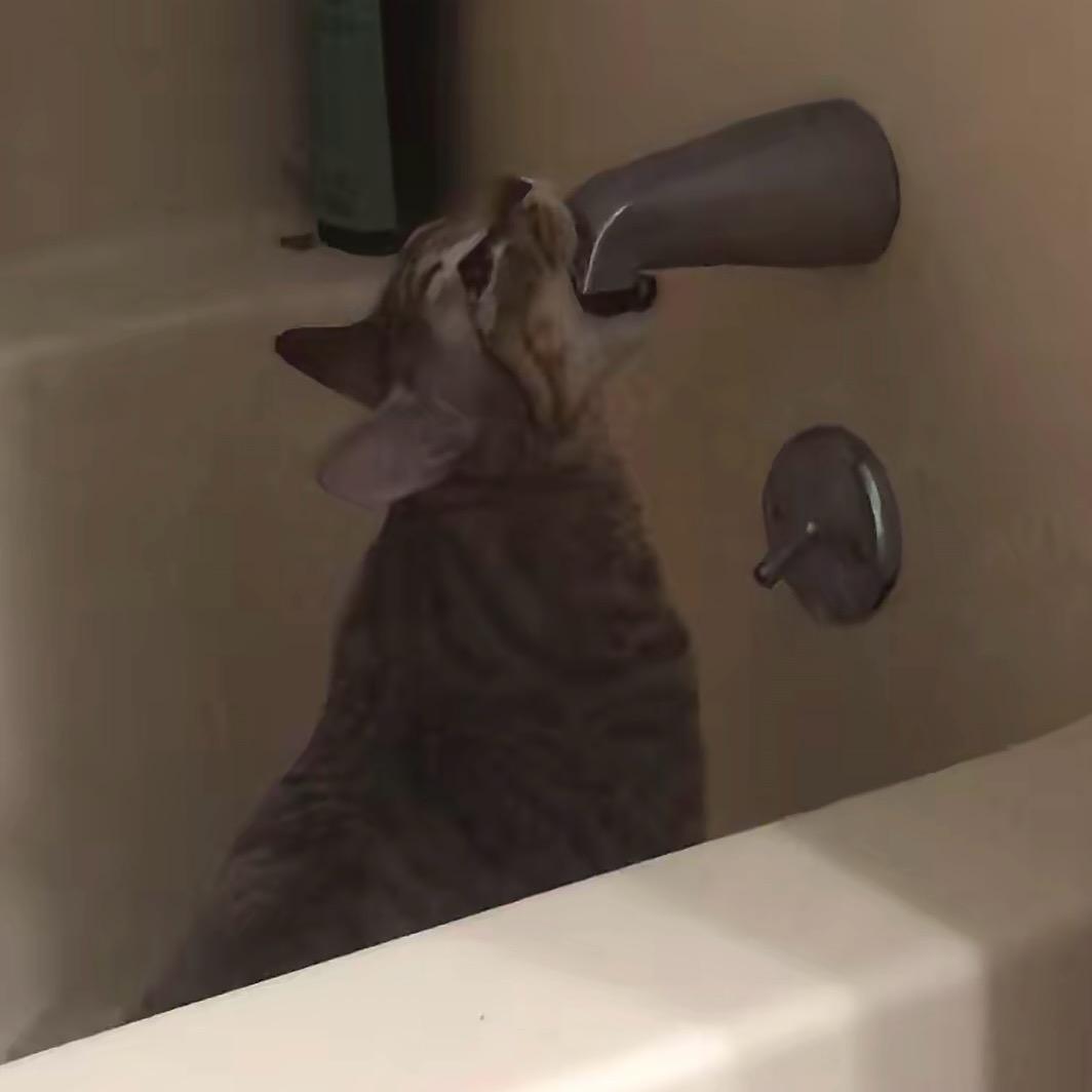 大猫头鹰ꪔ̤̥ꪔ̤̮ꪔ̤̫