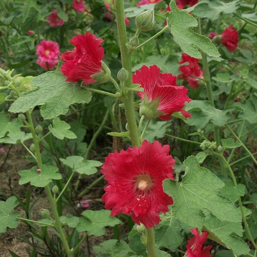 全国回收旧相机