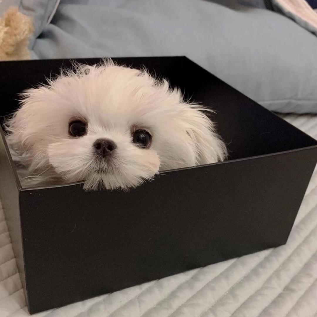 小鹿.