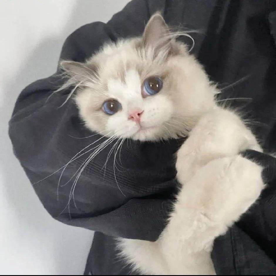 她のNEKO