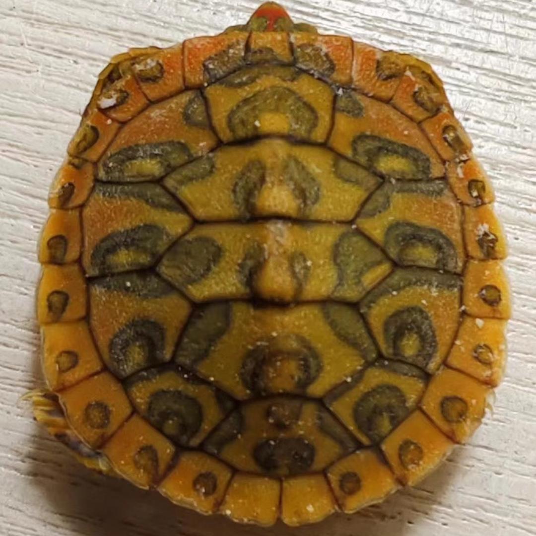 雄图龟业