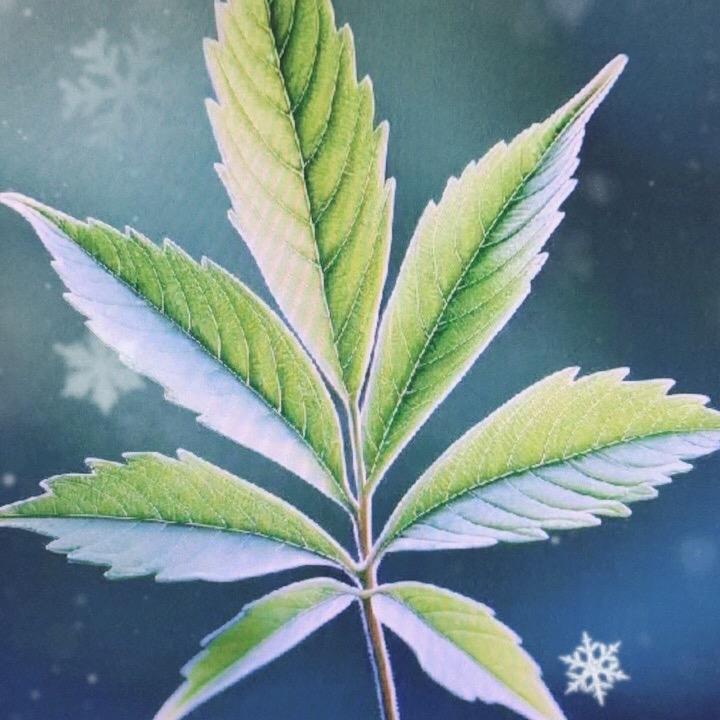 迷茫的绿叶