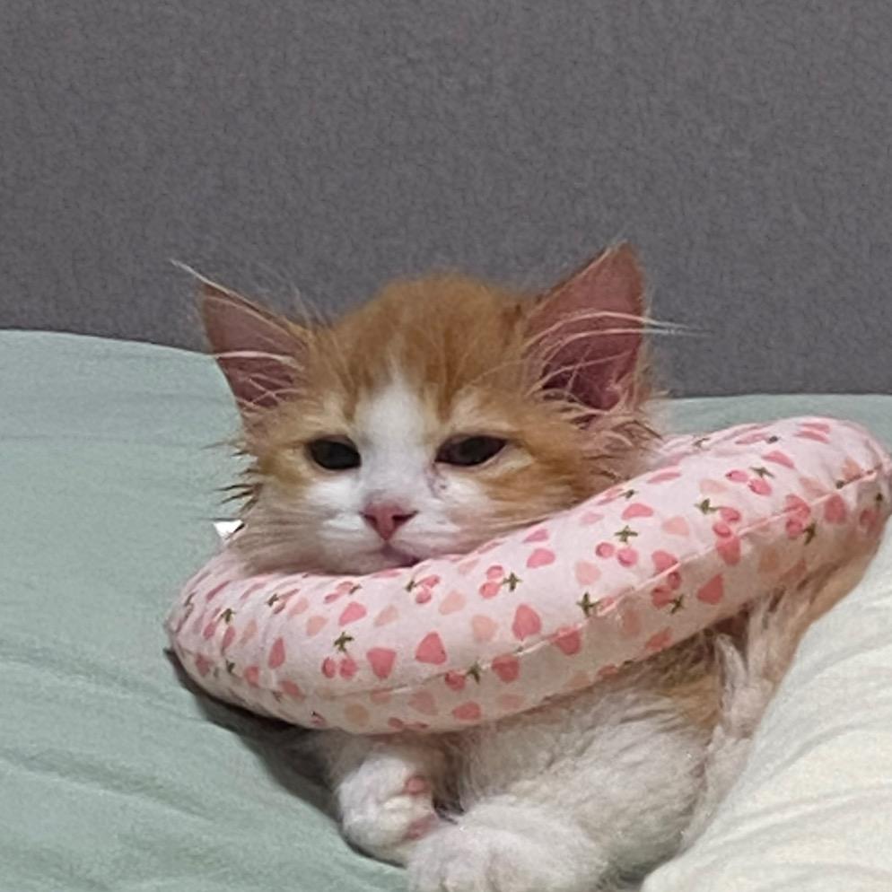 等等笋