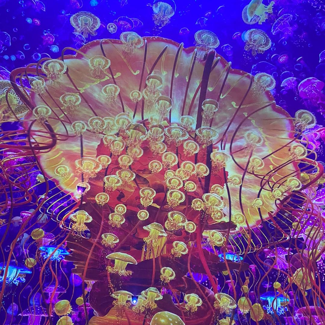 阿俊身法台球🎱