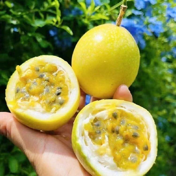 丰穗果树苗木专营店