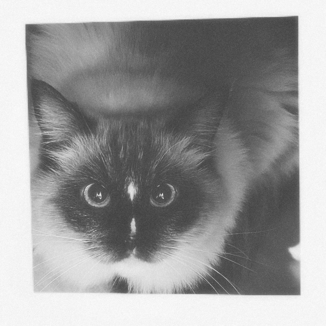 catioii