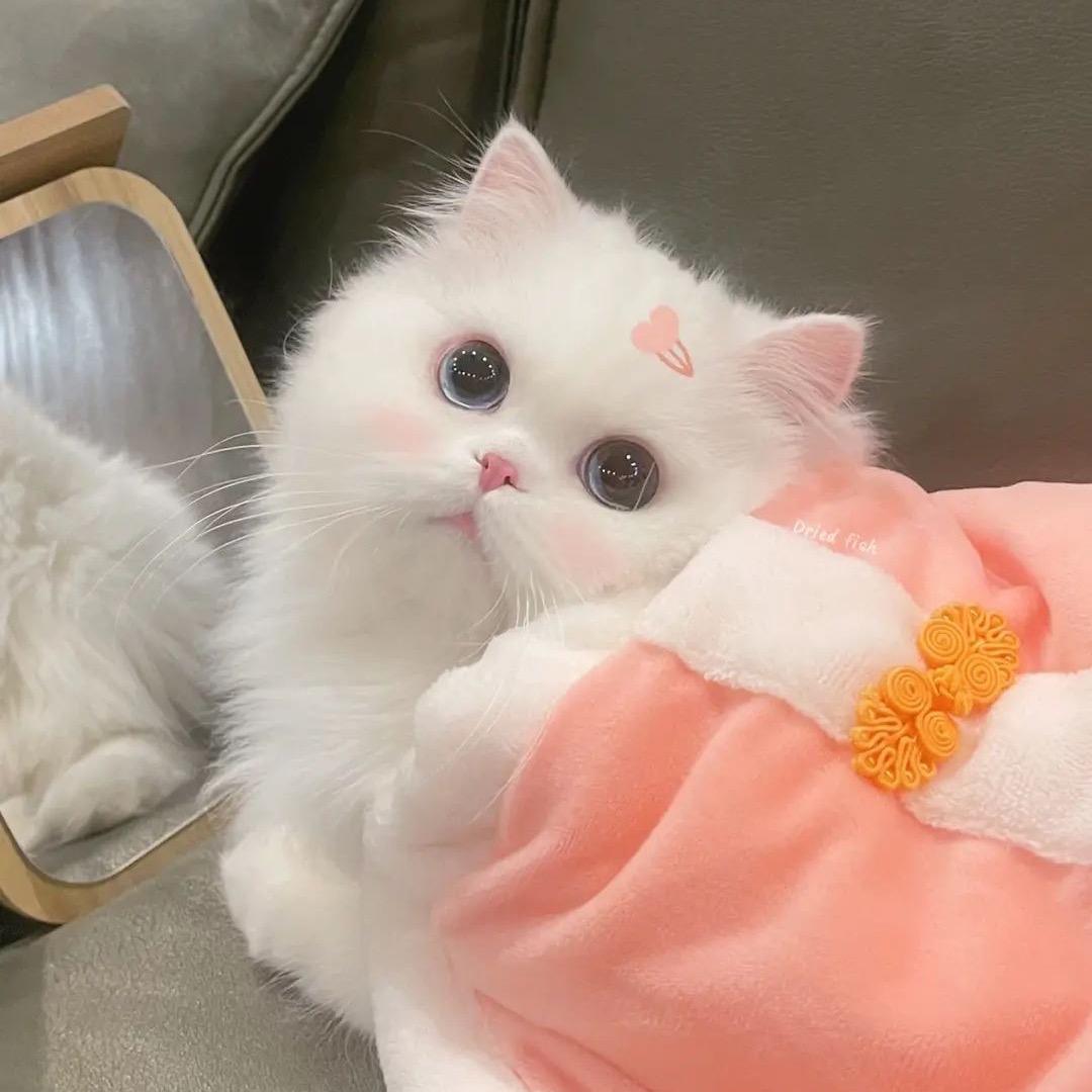 迟迟