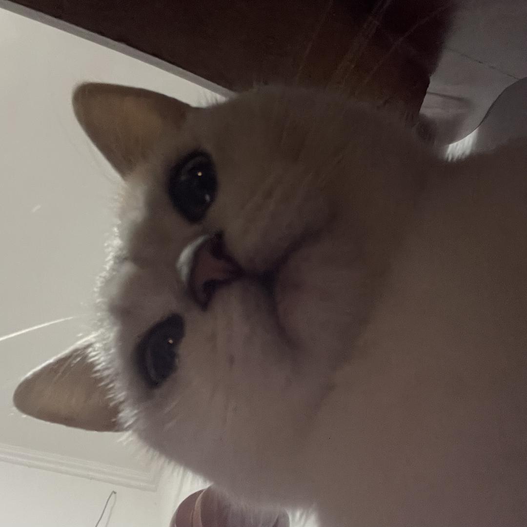 人机喵