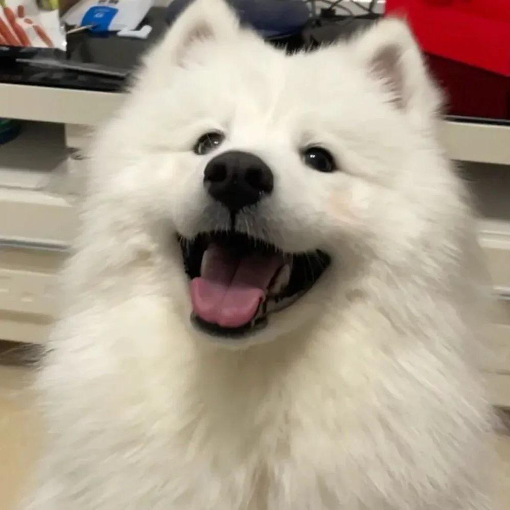 小橙子🍊（三角洲行动）