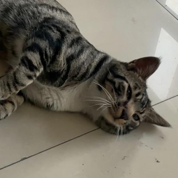 楼下的猫