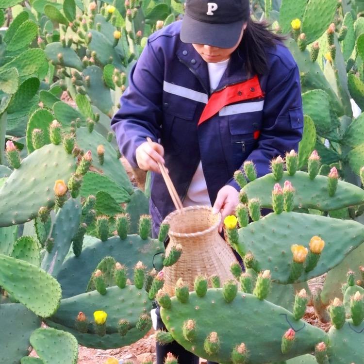 仙人掌小栗