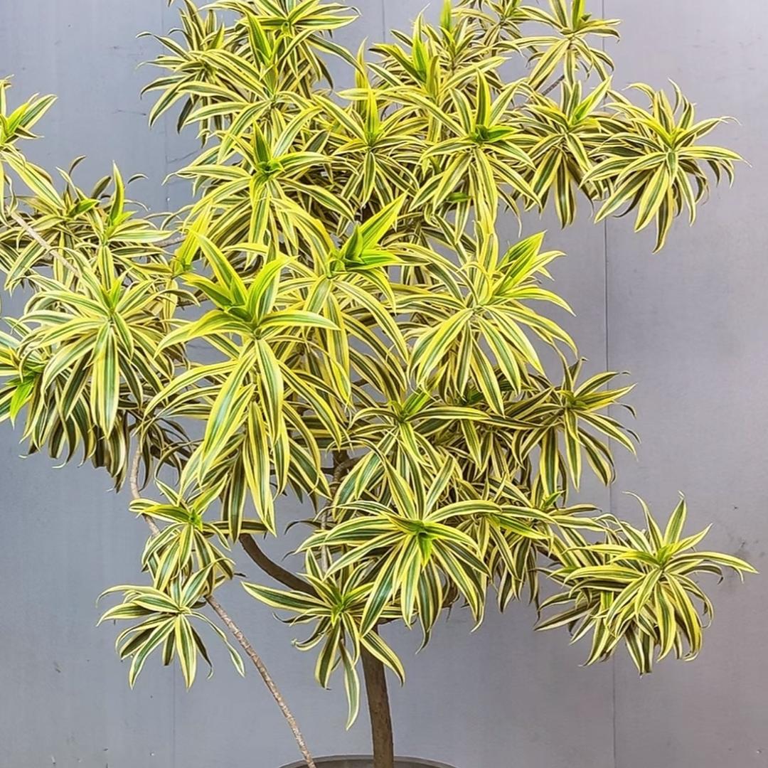 大型绿植盆栽推荐金边百合竹