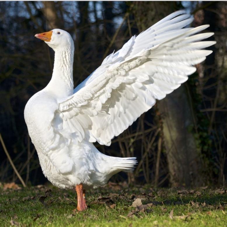 @卤鹅盐焗鸡甜皮鸭批发