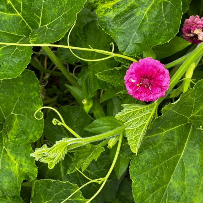 人间富贵花🌸🌸