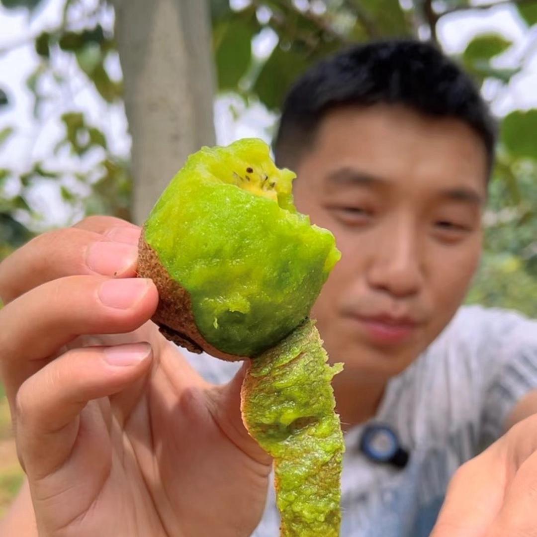 麻哲