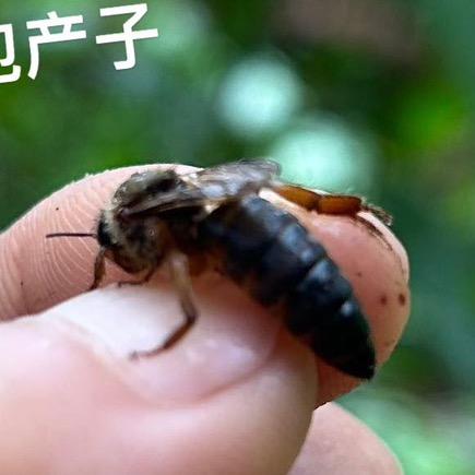 四川 阿坝中蜂王种王