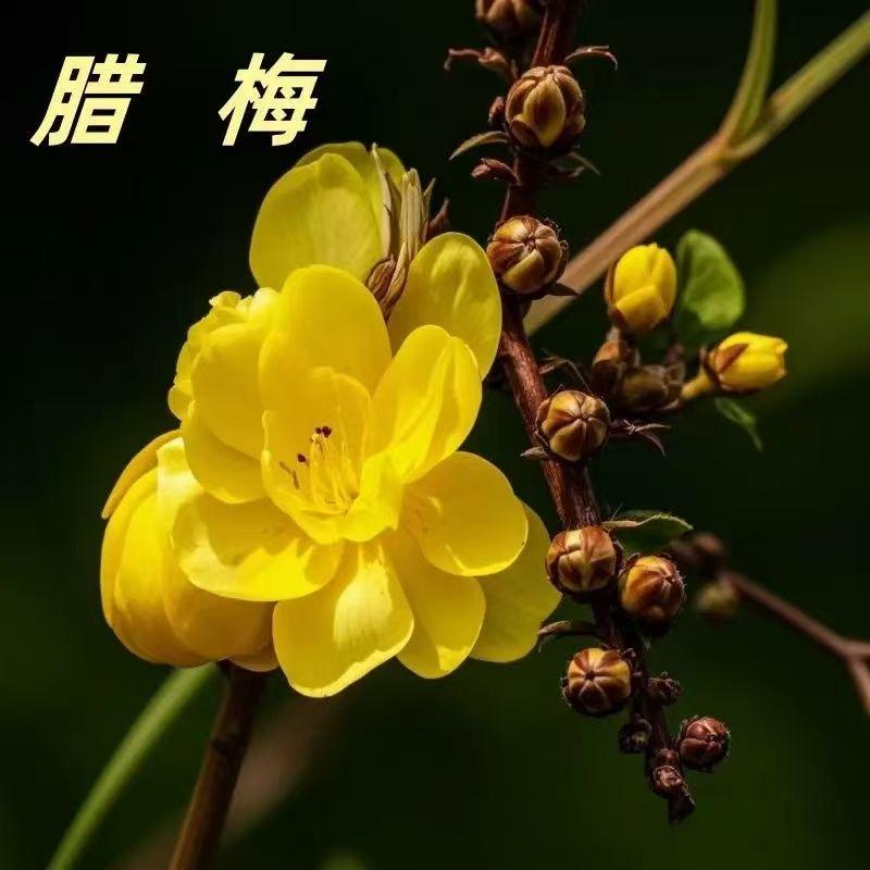 九鼎盆景花卉