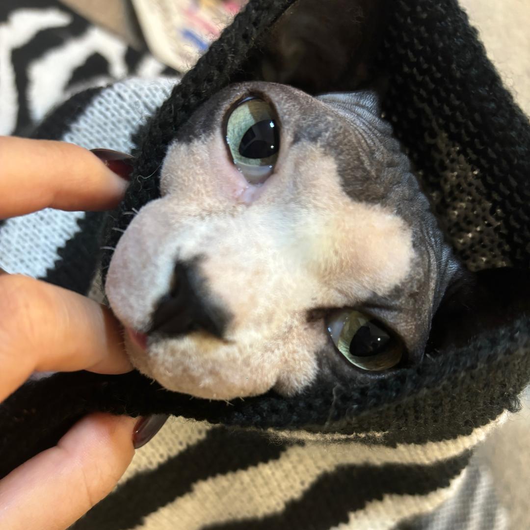 弟弟不胖（多猫家庭）