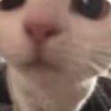周周^