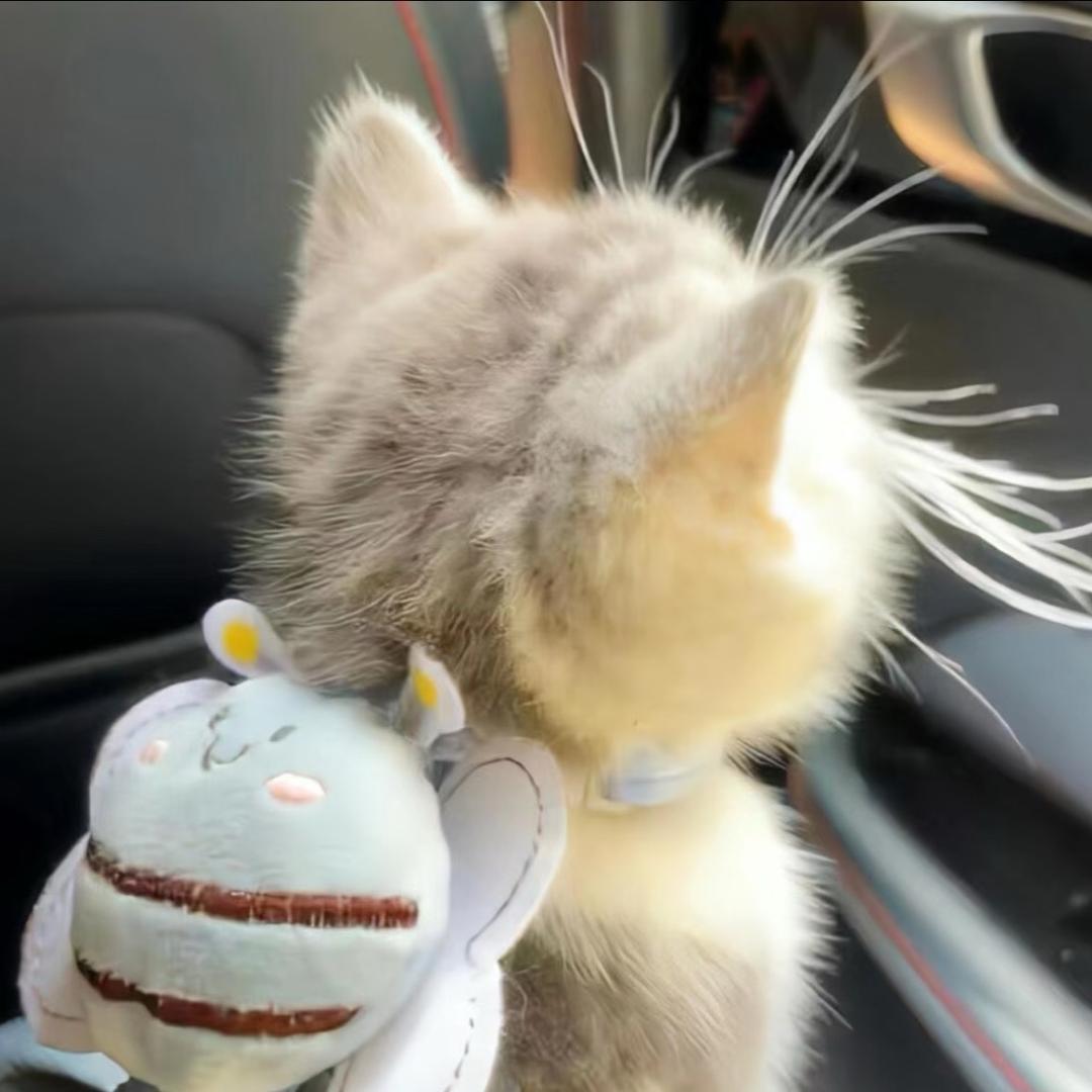 潘丝洞🐰（老六版）