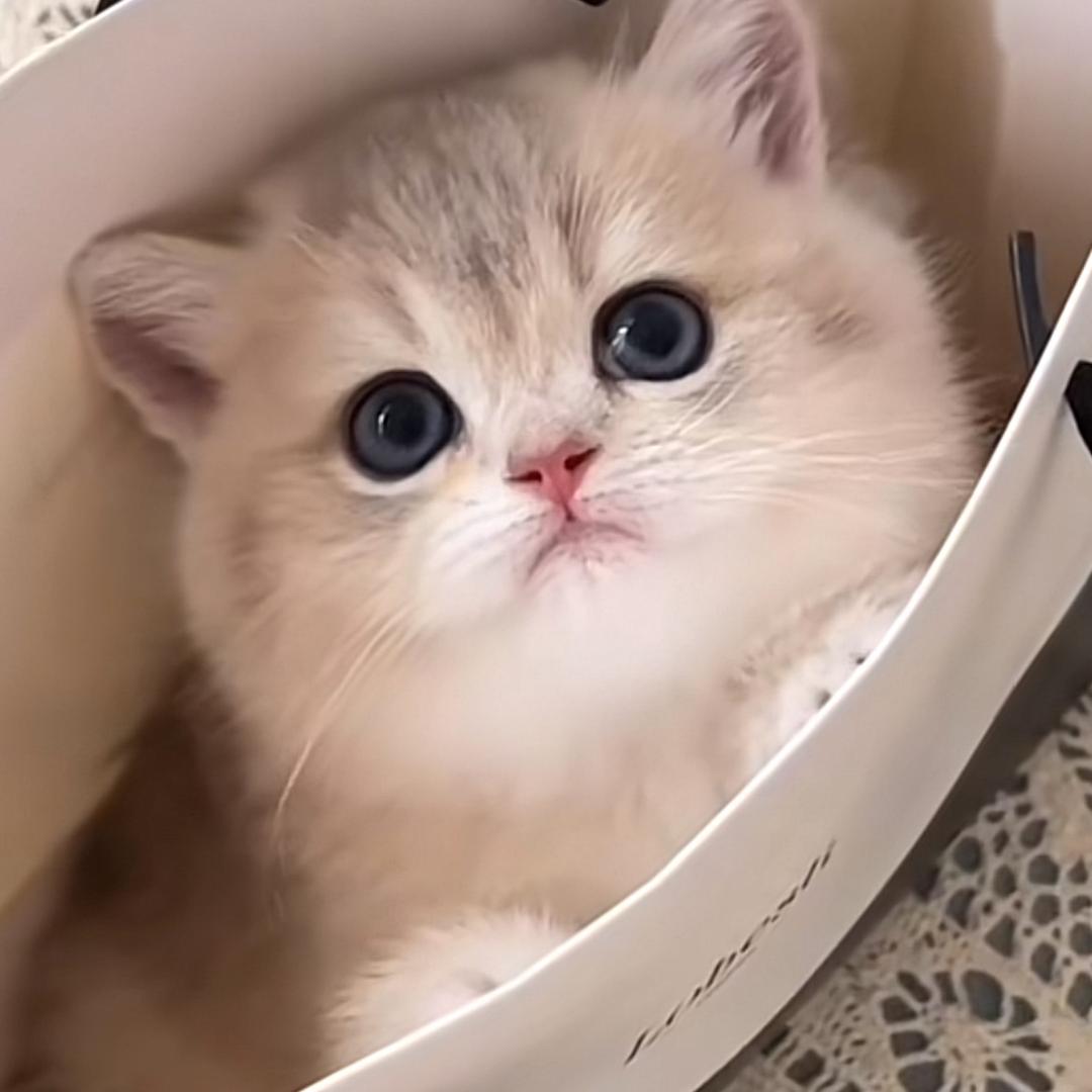 雪梨花
