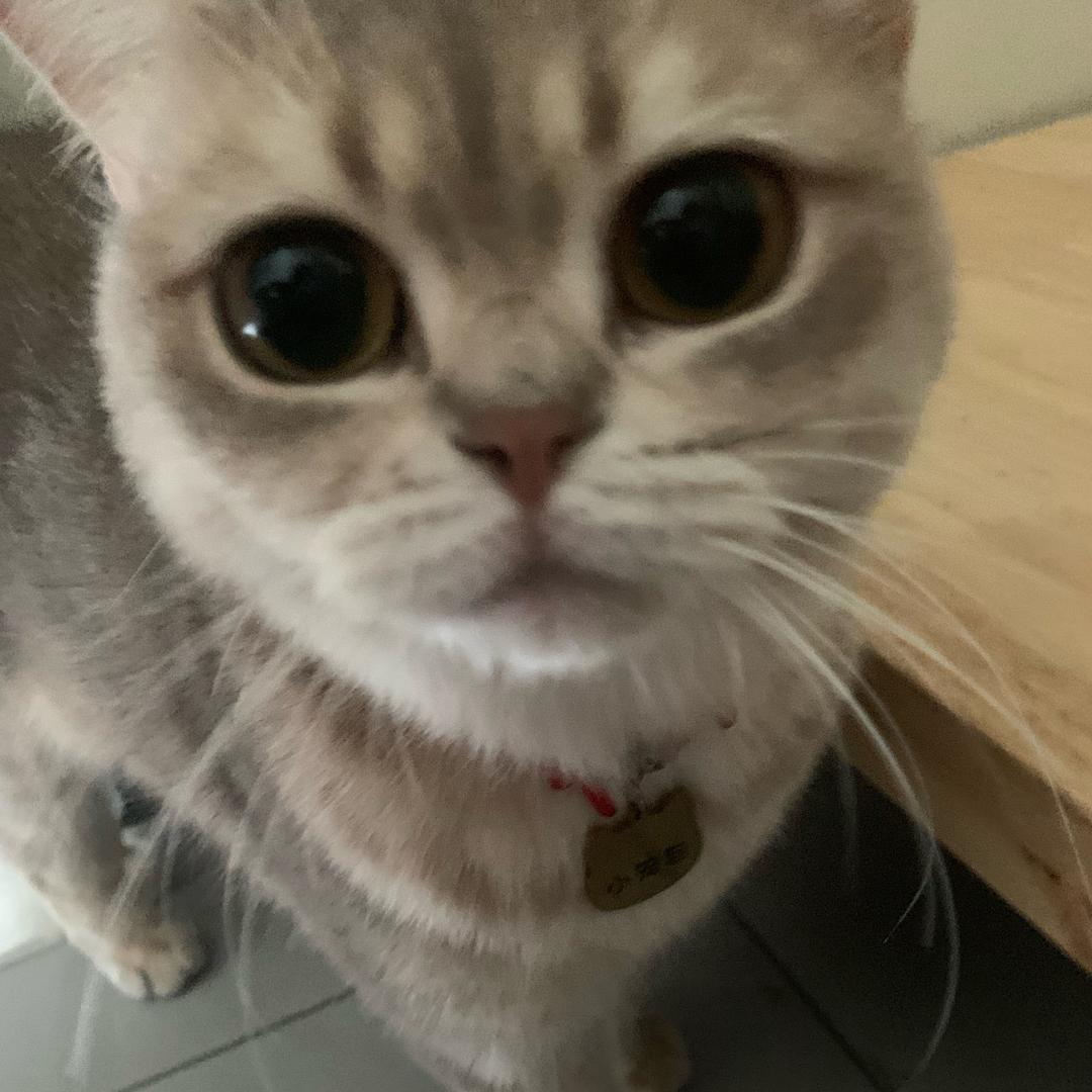 包包电竞小笼包