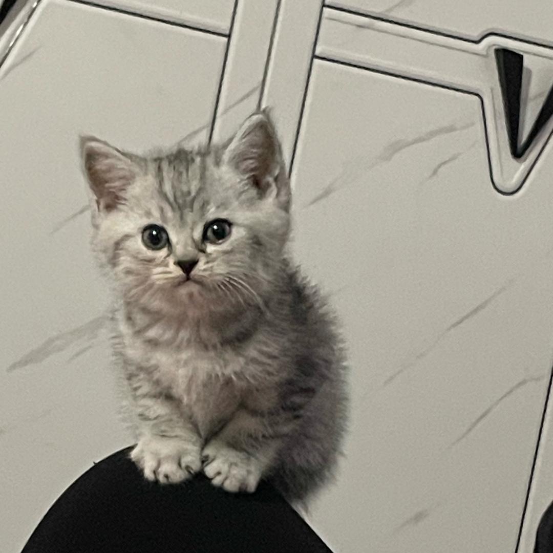 WORD麻鸭