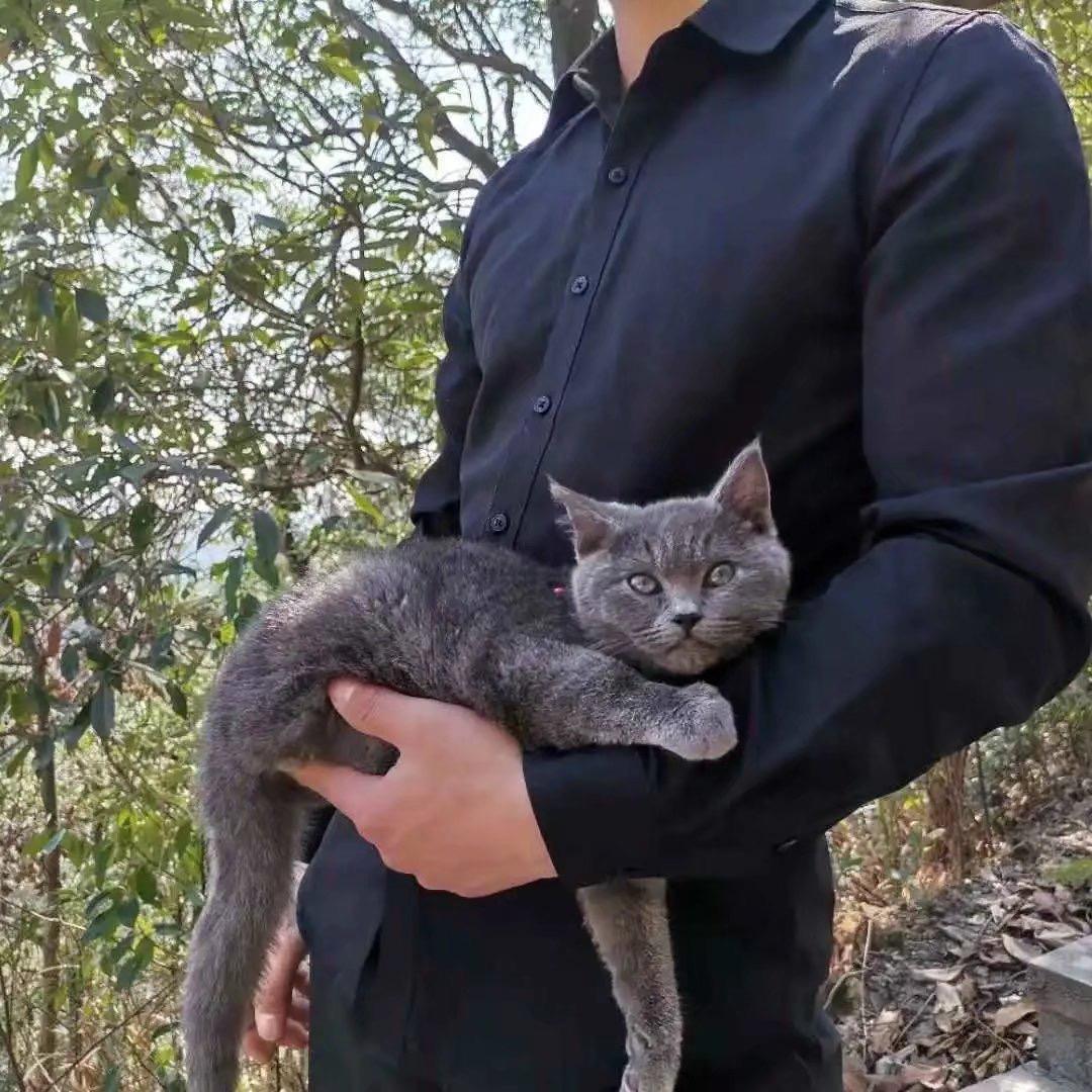 九命猫 （丢了八条）