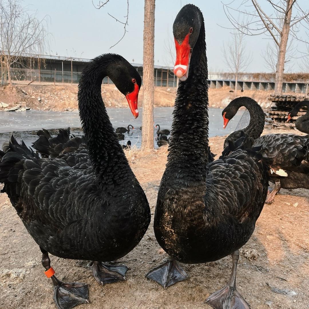 孔雀黑天鹅各种珍禽养殖基地