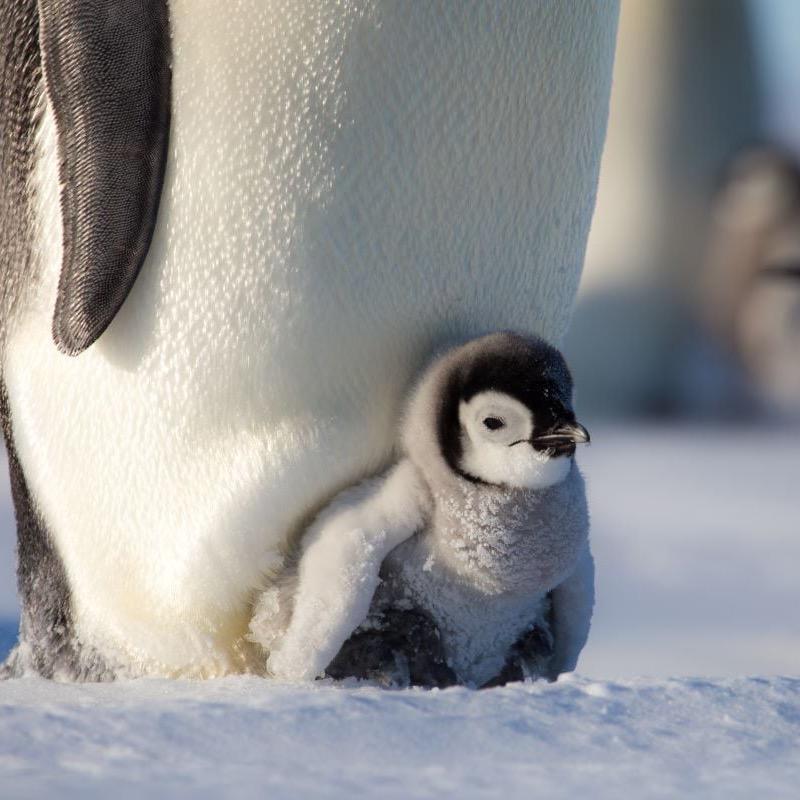 Pingoo🧊¹⁰²⁰