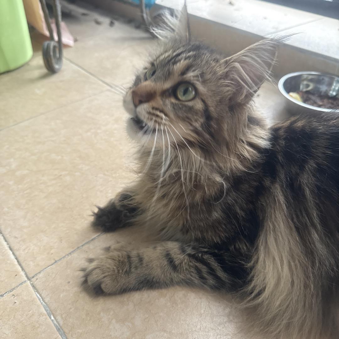 虎皮猫儿（新入坑选手）