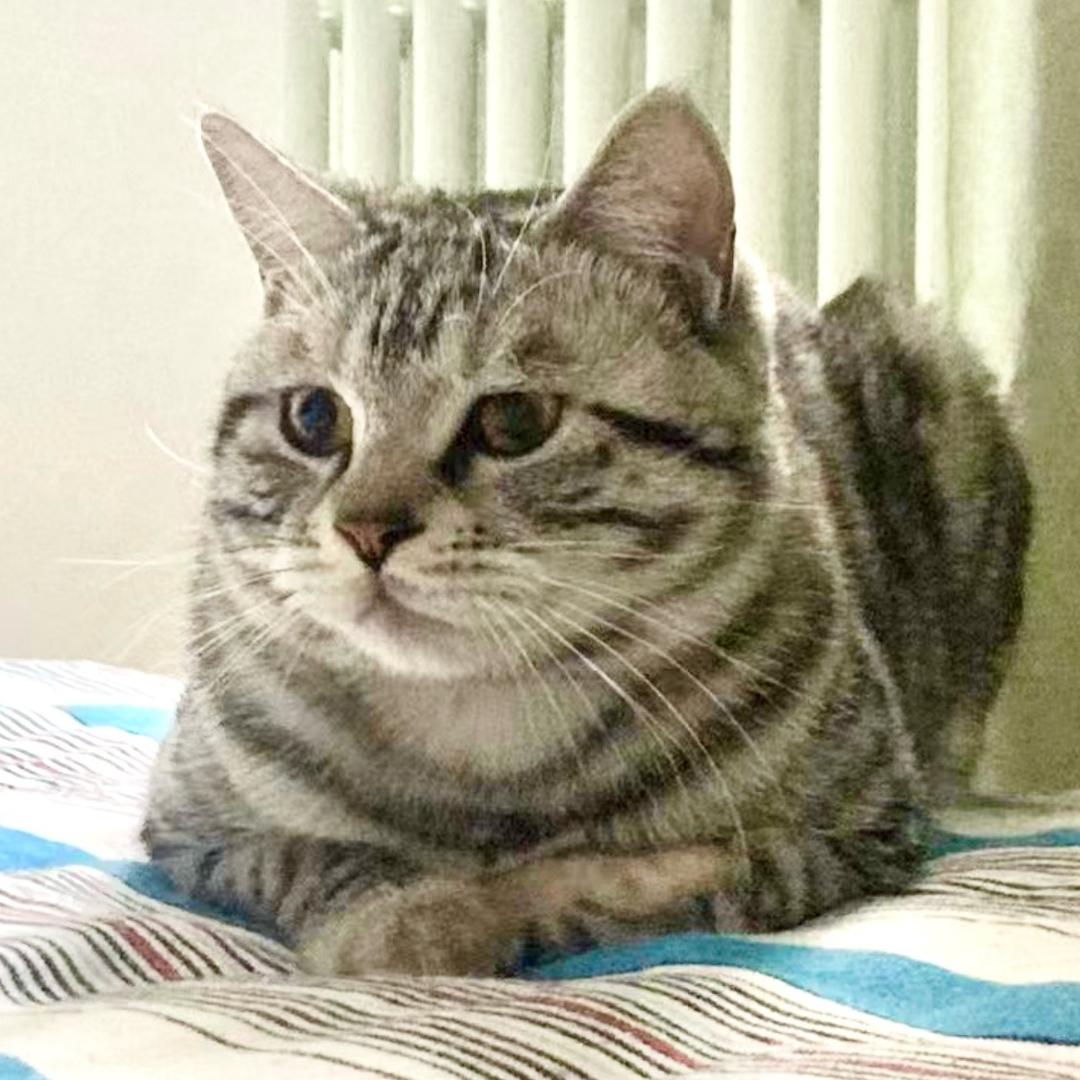 小土豆🐈✨✨✨