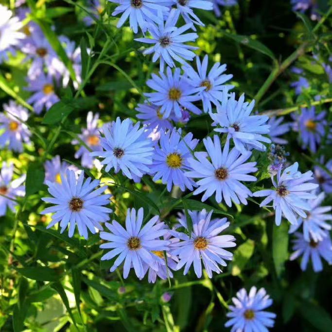 花海森林园艺