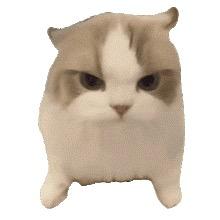 11🐱
