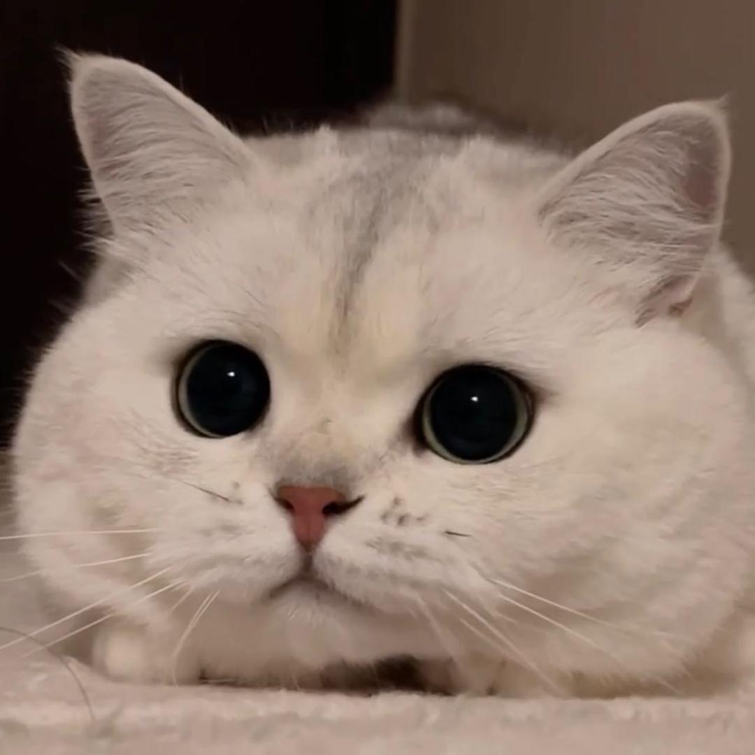 是甜甜的菠萝